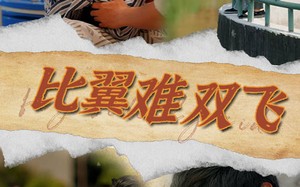 短剧《比翼难双飞（30集）》超燃短剧全集免费看