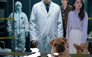 短剧《病犬危机（68集）》短剧完整剧情在线解锁