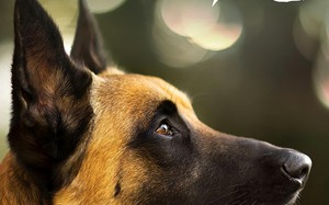 短剧《忠犬飞虎（33集）》爆款短剧免费畅享全集