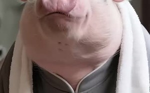 短剧《喵仪天下 第一季（20集）》优质短剧免费在线享