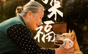 短剧《小狗来福（30集）》优质短剧免费全集速览