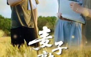 短剧《麦子熟了（52集）》精彩短剧全集免费畅享