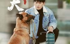 短剧《忠犬（34集）》精彩短剧免费一看到底